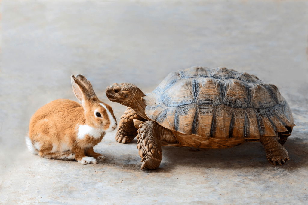 Tortoise and hare sitting next to one another